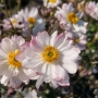Plukė hibridinė (Anemone x hybrida) 'Garden Breeze Pink Touch'